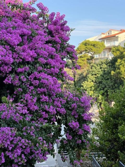 Biba Hvar *